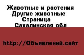 Животные и растения Другие животные - Страница 2 . Сахалинская обл.